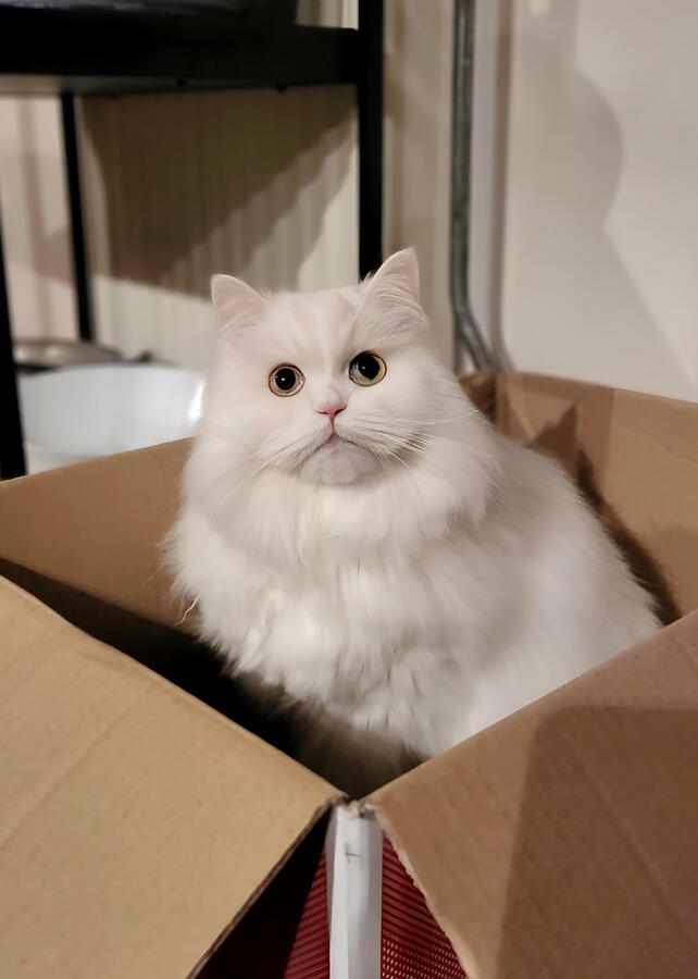 Maça (Amsterdam, NL)